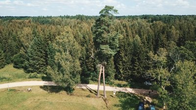 Šiurkiškių pušys sesės Ventos regioniniame parke