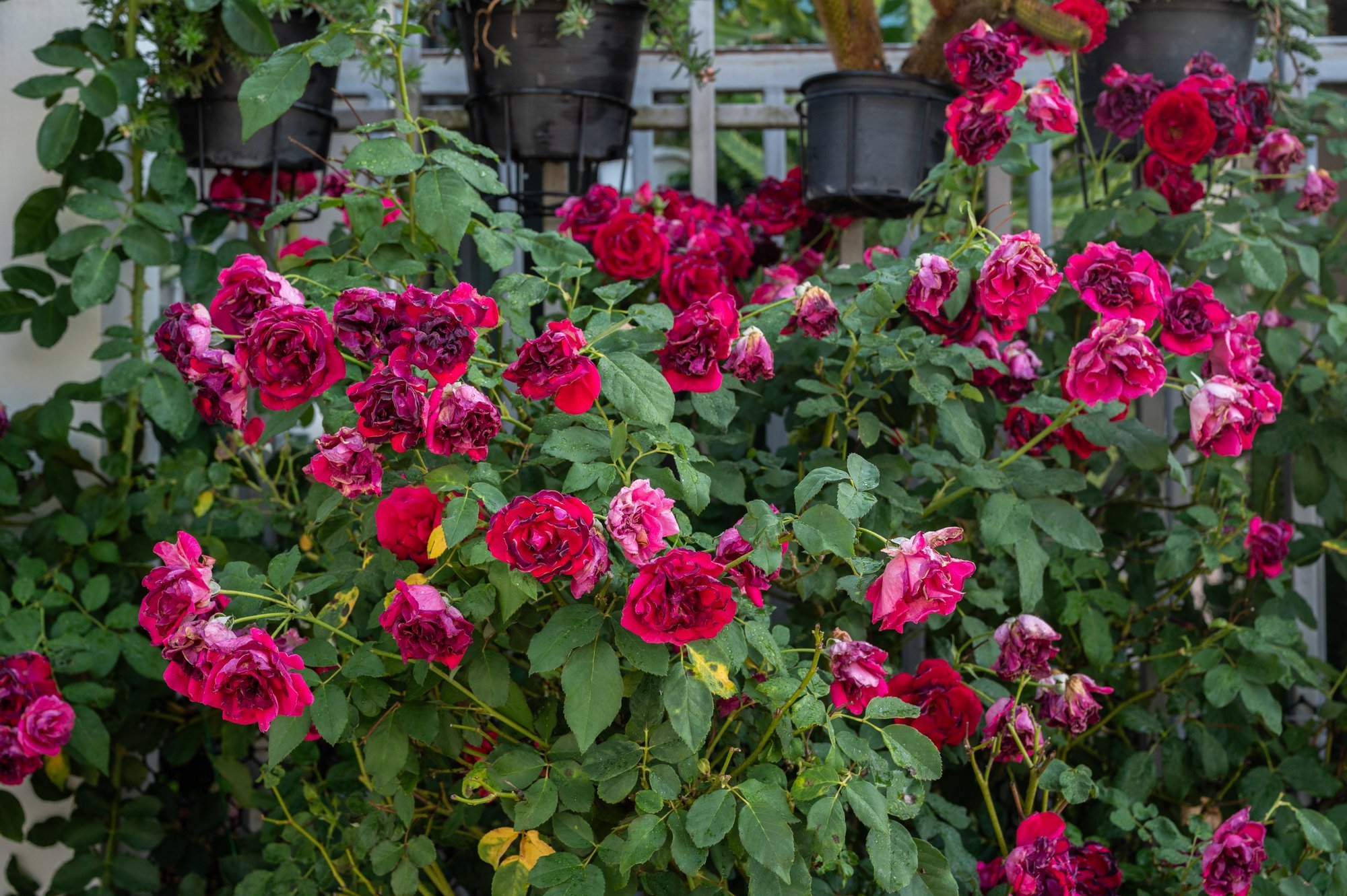 After roses fade, the most important care stage begins: here's what you must do now