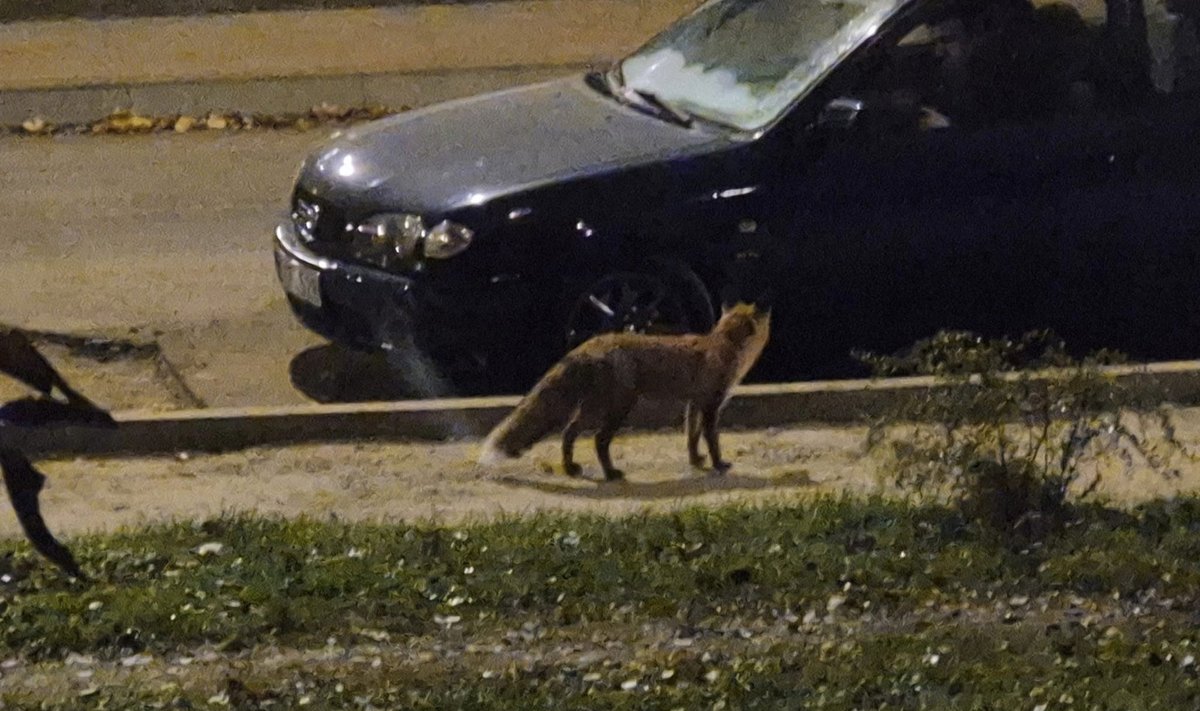 Laukinių gyvūnų, tarp jų ir lapių, mieste ar net kieme galima sutikti vis dažniau