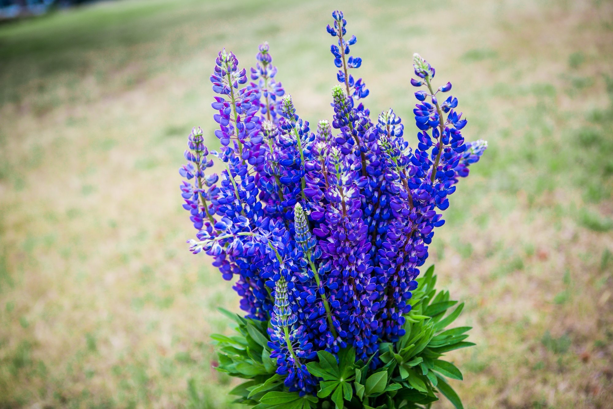 Pick lupines to save Lithuania's native plants, authorities urge