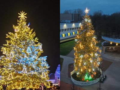 Kėdainiuų (kairėje) ir Joniškio eglės