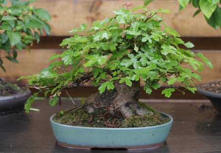 Bonsai medelis K.Ptakausko Ryto Rasos sode