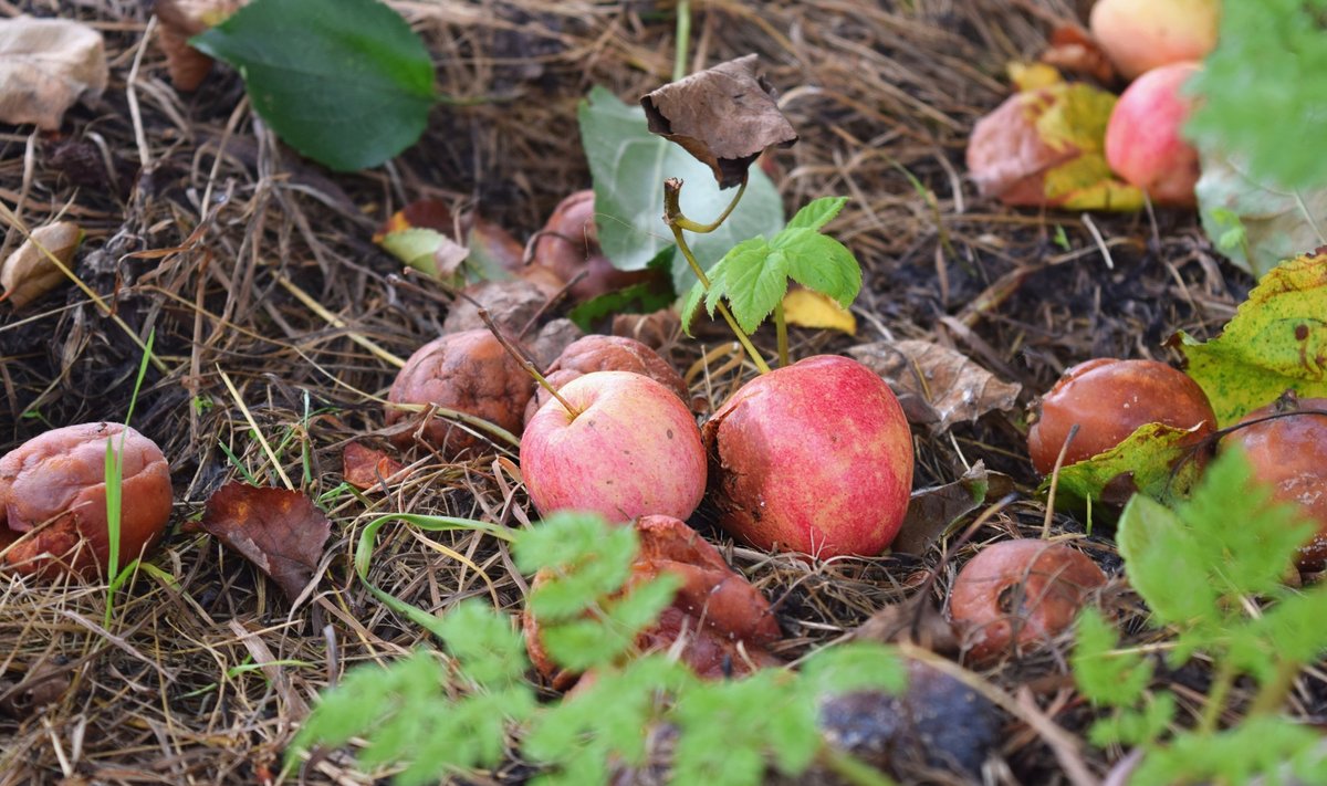 Dabar puikus metas svarbiems rudens darbams