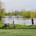 Dėl per potvynį skendusių Pašilių avių – rimti nemalonumai jų augintojai 