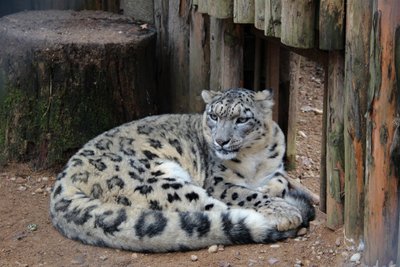 Lietuvos zoologijos sodas