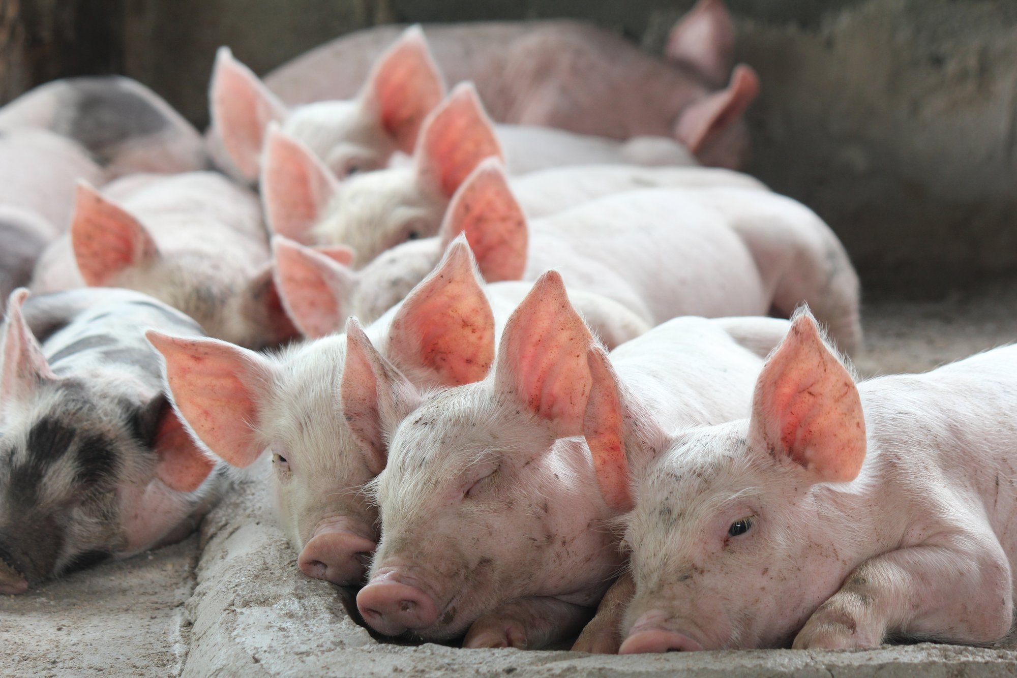 Grįžta smulkūs kiaulių augintojai – didieji jų bijo - Delfi agro
