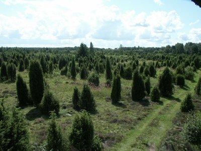 Šauklių riedulynas