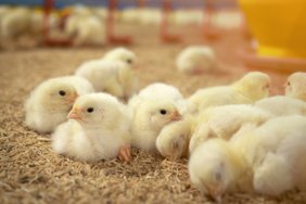 Kaip atsakinga paukščių priežiūra leidžia išvengti gydymo antibiotikais