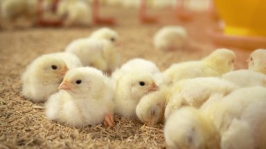 Kaip atsakinga paukščių priežiūra leidžia išvengti gydymo antibiotikais