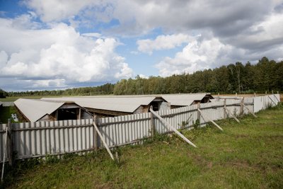 Žvėrelių ferma, kurią buvo pasikėsinta sudeginti