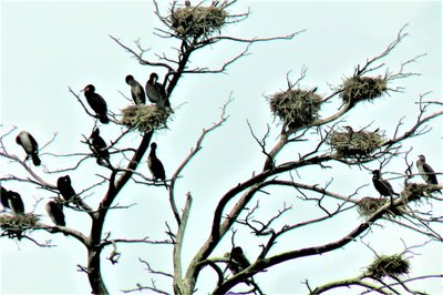 Kuršių nerija: svaiginantis kopų, miškų ir jūros grožis