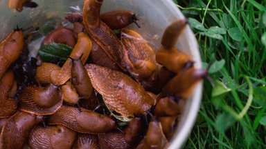 Žolininkė pasidalijo natūraliu ir patikimu būdu, kaip atsikratyti šliužų: jų gerokai sumažėjo