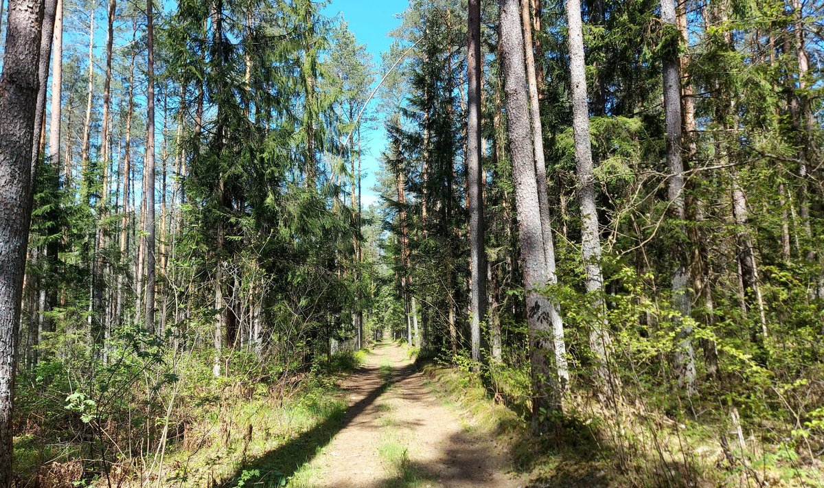 Miško turtų pažintinis takas