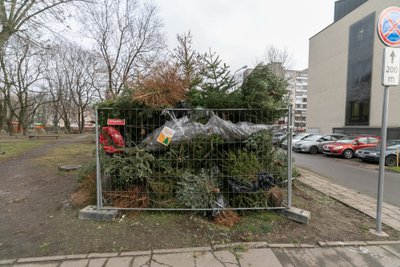 Praeitais metais surinkta apie 15 076 kubinių metrų eglučių