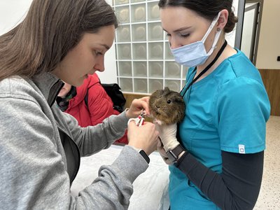 Egzotinių gyvūnų gydytojos Ievos Plungytės darbo akimirkos