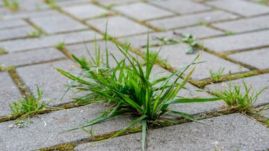 Šios namuose randamos priemonės išnaikina tarp trinkelių augančias piktžoles