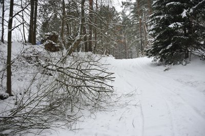 Bandydamas atlaisvinti medžiais užverstą kelią V. Gilius užtruko tris dienas