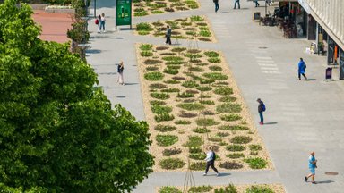 Miesto darže Šnipiškėse – derliaus nuėmimo metas