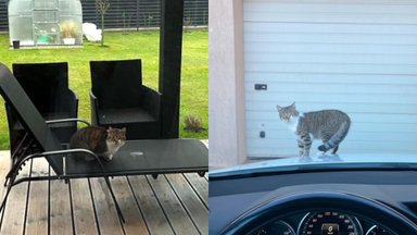 Katiną į lauką išleidžianti Adelė įsivėlė į reikalus su teisėsauga