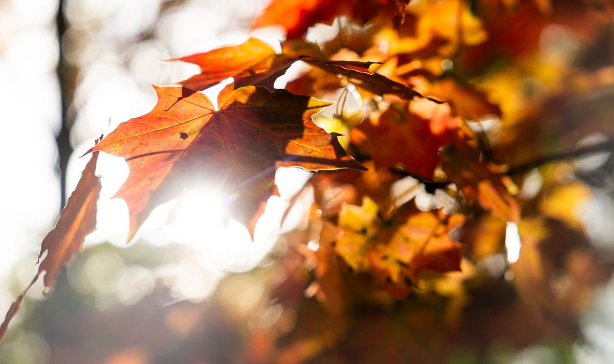 Vis ryškiau matomi rudens ženklai