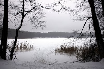 Ilgininkų miško pėsčiųjų takas