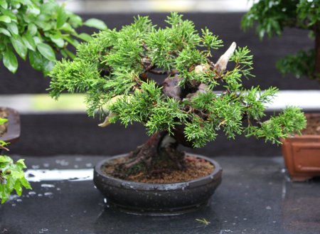 Bonsai medelis K.Ptakausko Ryto Rasos sode