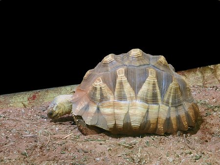 Noraginis vėžlys (Astrochelys yniphora)