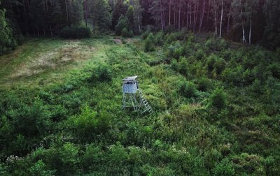 Vilkų medžiojimo sezonas prasideda spalio 15 d. ir trunka iki kovo 31 d.