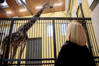 Žirafa Lietuvos zoologijos sode