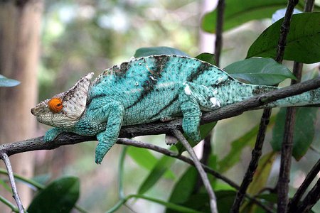 Tarzano chameleonas (Calumma tarzan)