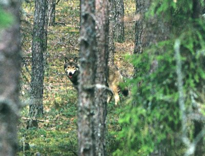 Ne skaitmeniniu fotoaparatu daryta vilko nuotrauka