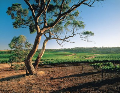 Barossa slėnis