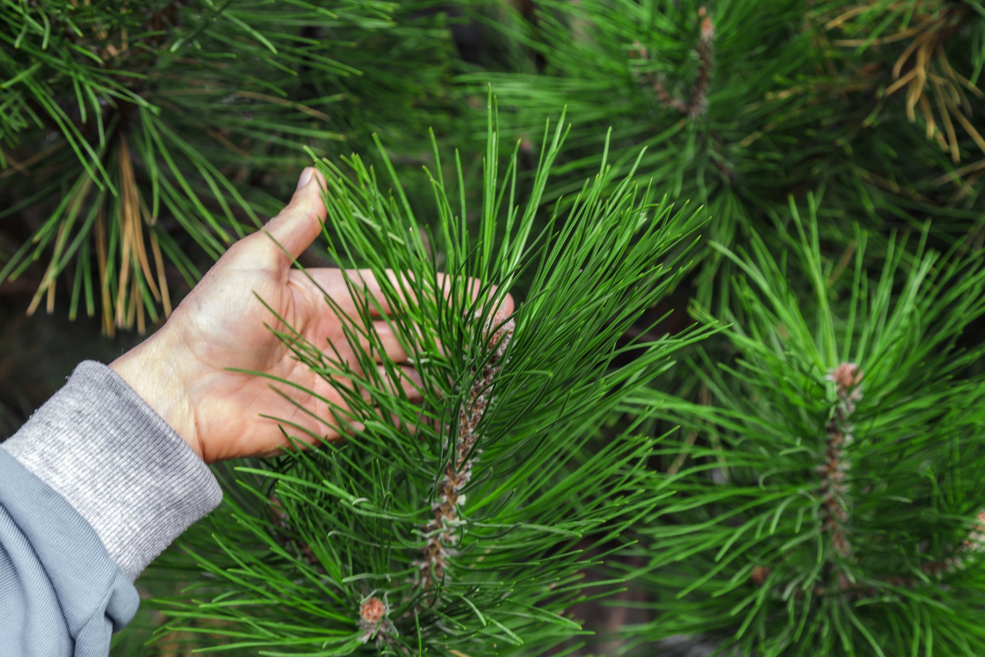 Pine Needles and Salt: A Cheap, Natural Solution for Home and Health
