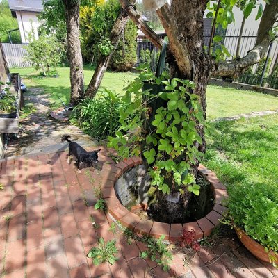 Vaivos žemuogės maišuose