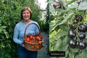 Pomidorų kolekcininkė Vilija papasakojo, kaip renkasi jų veisles ir kokios klaidos derliui kenkia labiausiai