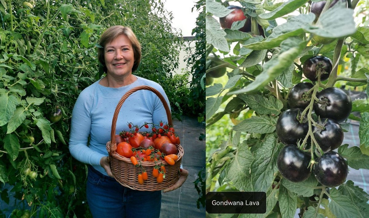 Agronomė ir pomidorų veislių kolekcionierė Vilija Juškevičienė