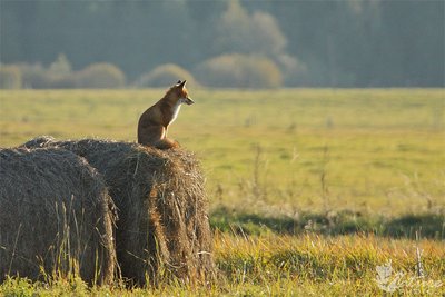 Ilgesingas žvilgsnis