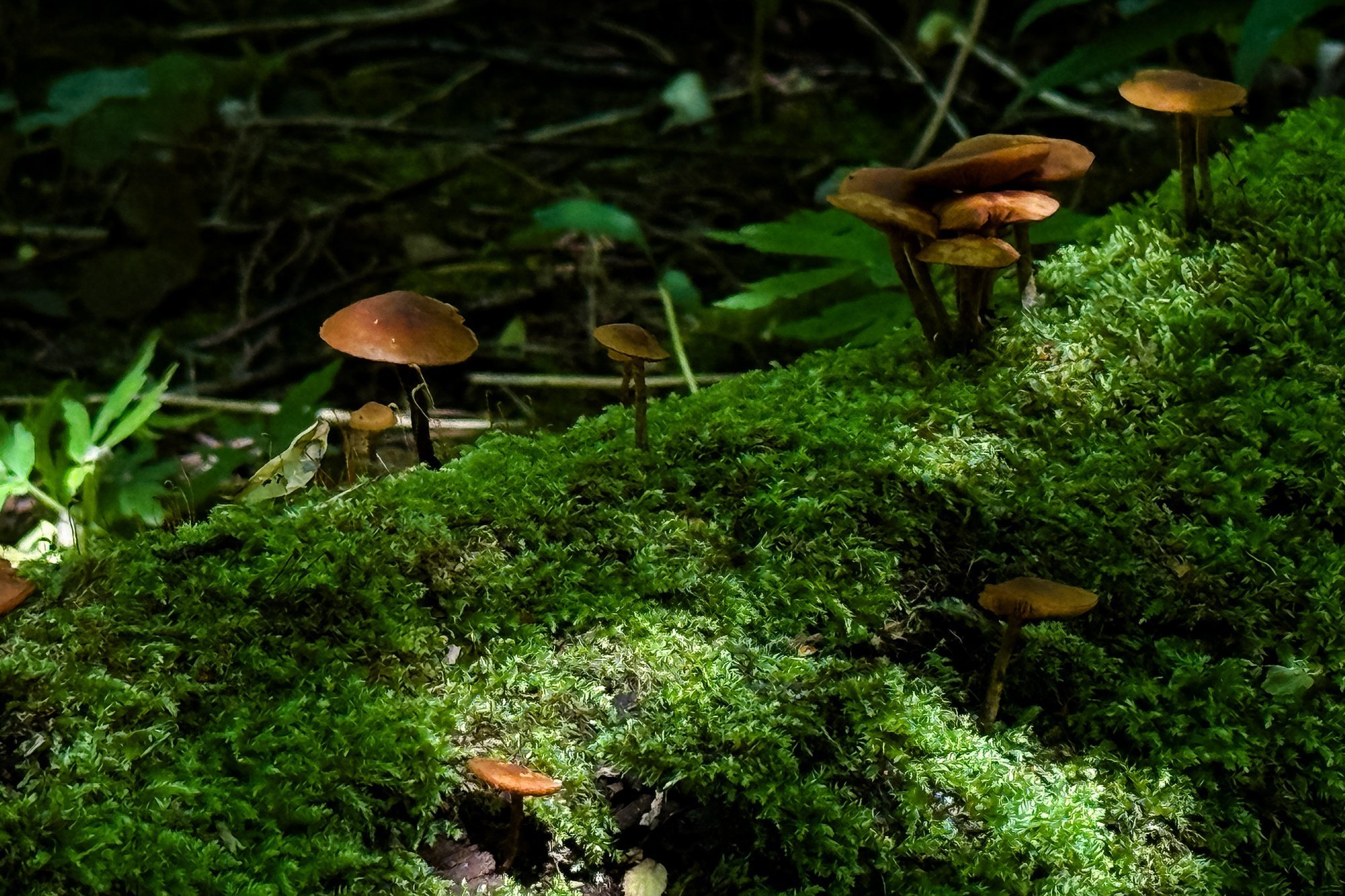 Midsummer gardening and mushroom season previewed on Delfi diena