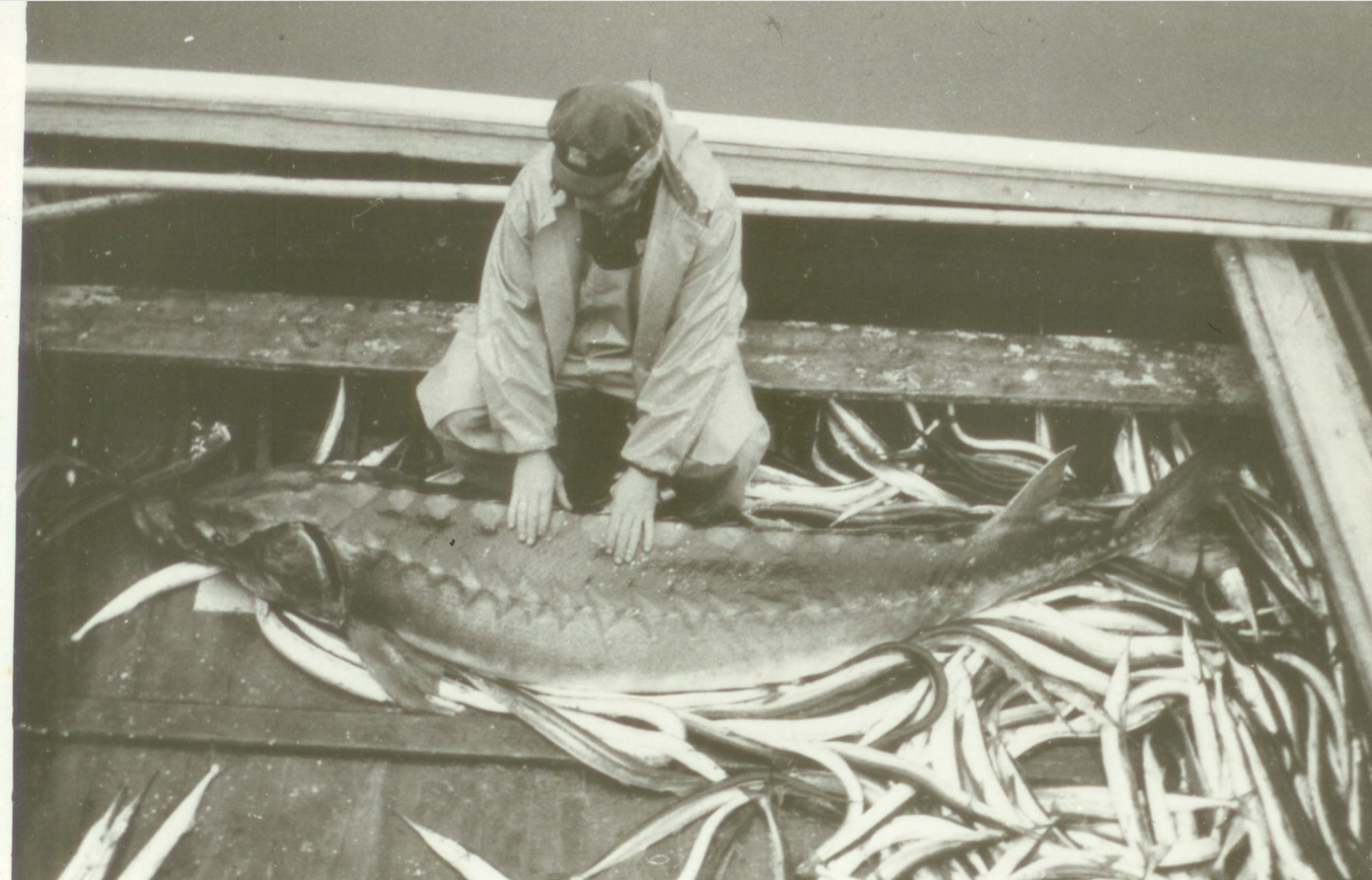 Estonian Fishermen Catch a Giant, but the Biggest Surprise Was Inside Its Belly