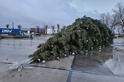 Nuvirtusi Raseinių eglė