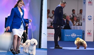  Tauro Kennel“ Garbanotieji bišonai ir Pomeranijos špicas ringuose