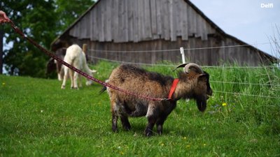 Viktorijos Naujokaitės priglausti fermos gyvūnai