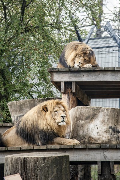 Brolių liūtų gimtadienis Lietuvos zoologijos sode