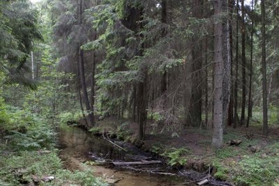 Eglynus naikina ir kenkėjai, ir grybai