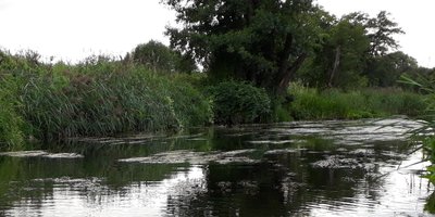 Tarp tokių vandes žolių sažalynų mėgsta tūnoti Šėšupės plėšrūnai