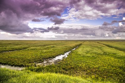 Nyderlandų žemumos