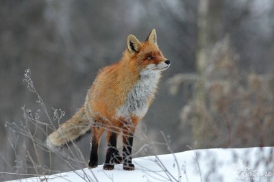 Lapės Lietuvos gamtos fotografų nuotraukose 