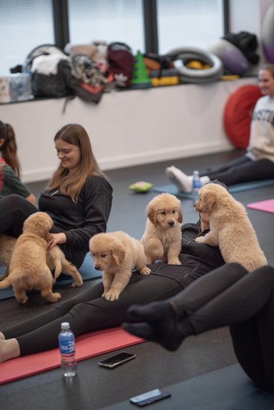 Puppy Yoga