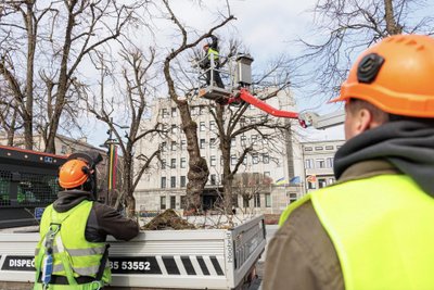 Laisvės alėjoje pjaunamos liepos