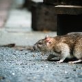 Tokio graužikų antplūdžio nebuvo daug metų: kaip apsaugoti namus